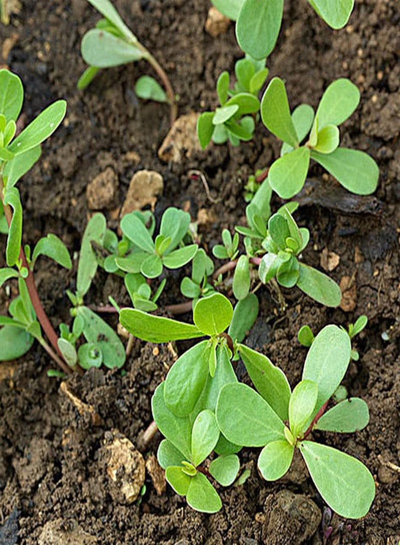 GGOOT 200Pcs Portulaca Oleracea Seeds Annual Herb Blooming Yellow Flowers Ornamental Grass Decoration Garden Beautify The Environment - Image 2