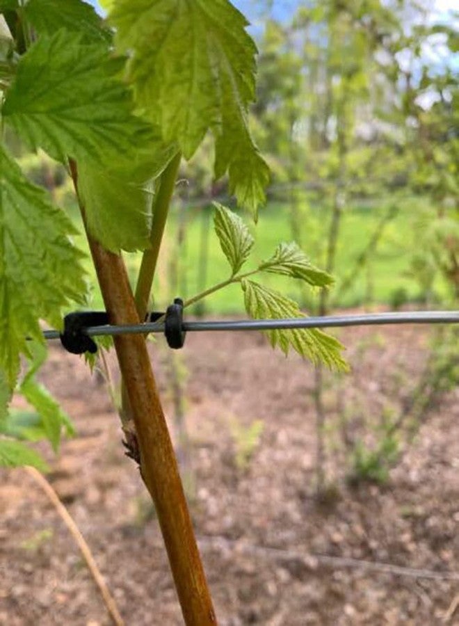SUSUB 200PCS Grape Trellis Kiwi Grape Stem Vine Clips Grape Ties Garden Plant Support Clips Holder Fruit Buckles Hooks Fixed Fork Vine Training Grow Ties Staking Twine - Image 4