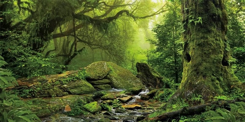 Yeele Yeele 20x10ft Spring Forest Natural Scenery Backdrop Jungle Rock Stream Green Trees Photography Background Adult Adventure Kids Baby Portrait Shooting Large Vinyl Wallpaper Photo Booth Studio Props 