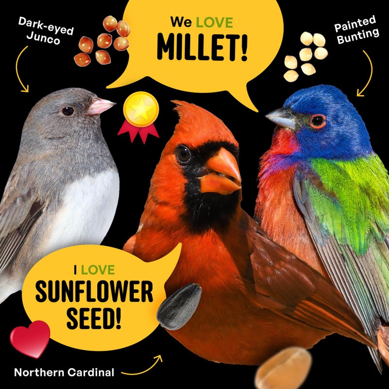 Cool Birds All Birds Wild Bird Seed - 10 lb. Classic Blend with Black Oil Sunflower, White Millet, Safflower, Peanuts & Sunflower Hearts - Balanced Bird Food for Outside Feeders - Image 5