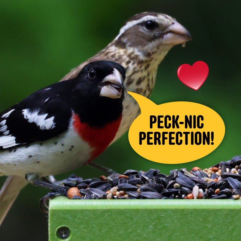 Cool Birds All Birds Wild Bird Seed - 10 lb. Classic Blend with Black Oil Sunflower, White Millet, Safflower, Peanuts & Sunflower Hearts - Balanced Bird Food for Outside Feeders - Image 4