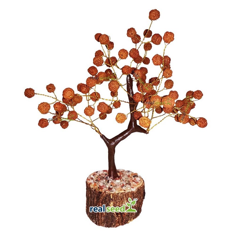 REAL SEED Rudraksha Tree Fortune Tree for Good Luck Wealth and Prosperity Lord Shiva Blessing Tree - Image 1