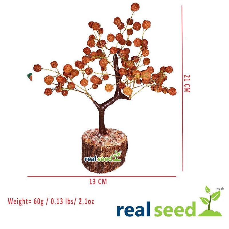 REAL SEED Rudraksha Tree Fortune Tree for Good Luck Wealth and Prosperity Lord Shiva Blessing Tree - Image 2