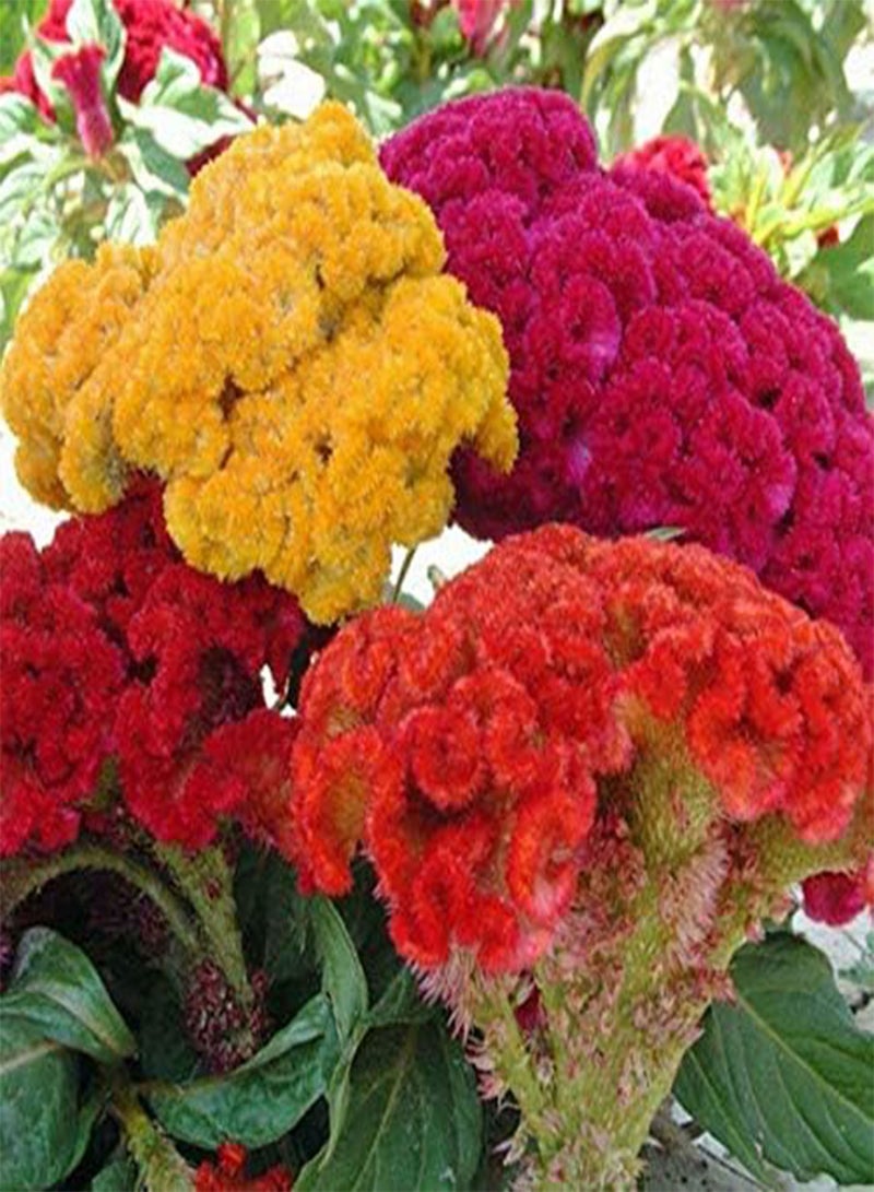 GGOOT Cockscomb Tall Mixed - Celosia cristata Flower Seeds, Tall Varieties Mixed Home Garden Planting by Heavy Torch, 100 Seeds