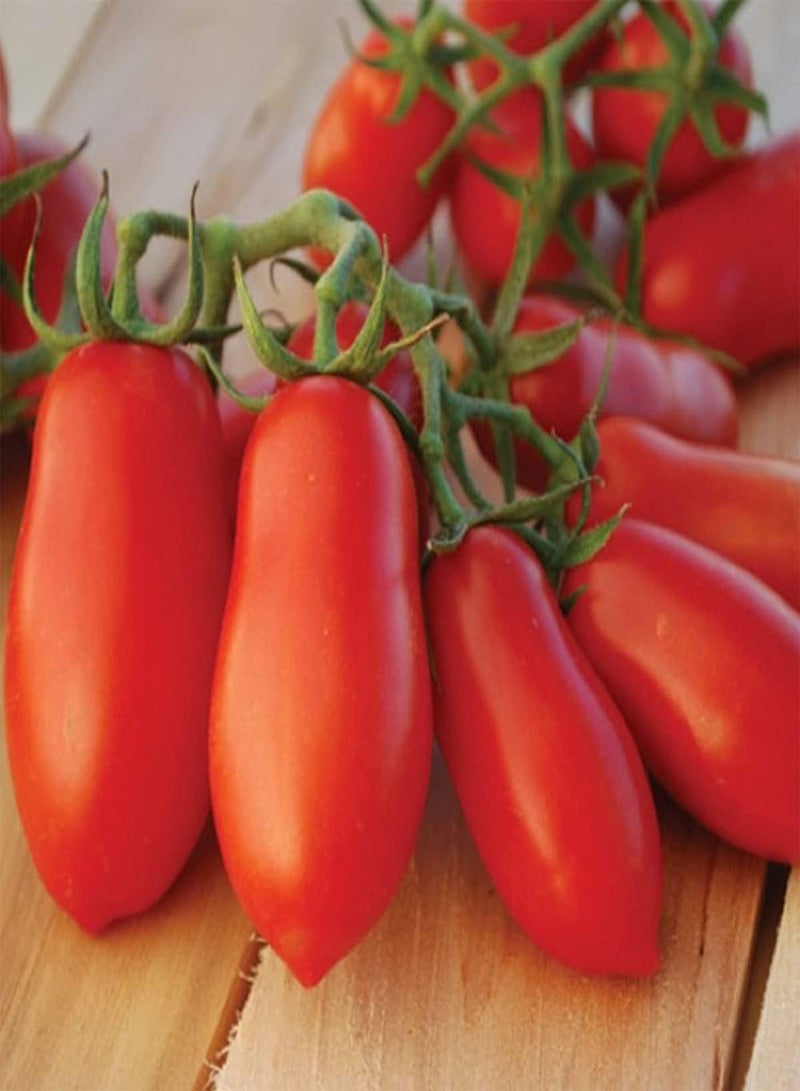 جي جوت بذور نبات الطماطم الهرمية - Solanum Lycopersicum، للزراعة في الحديقة المنزلية بواسطة Heavy Torch، 75 بذرة - Image 2