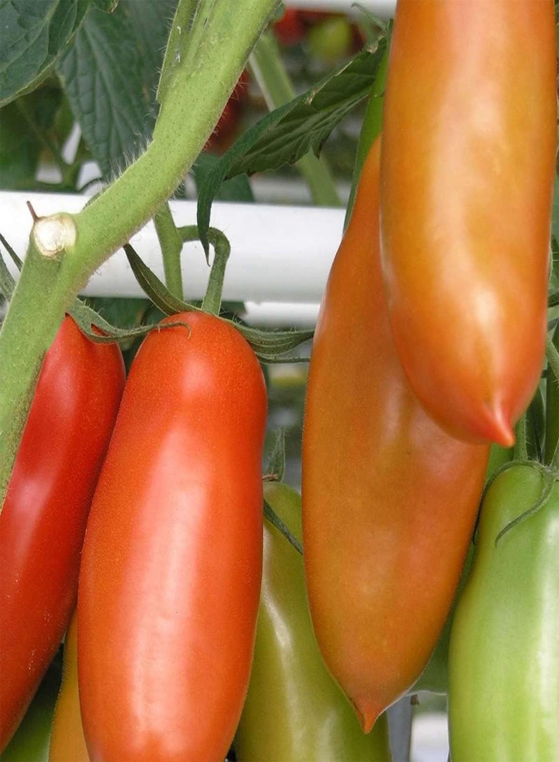 جي جوت بذور نبات الطماطم الهرمية - Solanum Lycopersicum، للزراعة في الحديقة المنزلية بواسطة Heavy Torch، 75 بذرة - Image 3