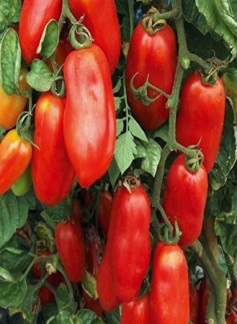 جي جوت بذور نبات الطماطم الهرمية - Solanum Lycopersicum، للزراعة في الحديقة المنزلية بواسطة Heavy Torch، 75 بذرة - Image 5
