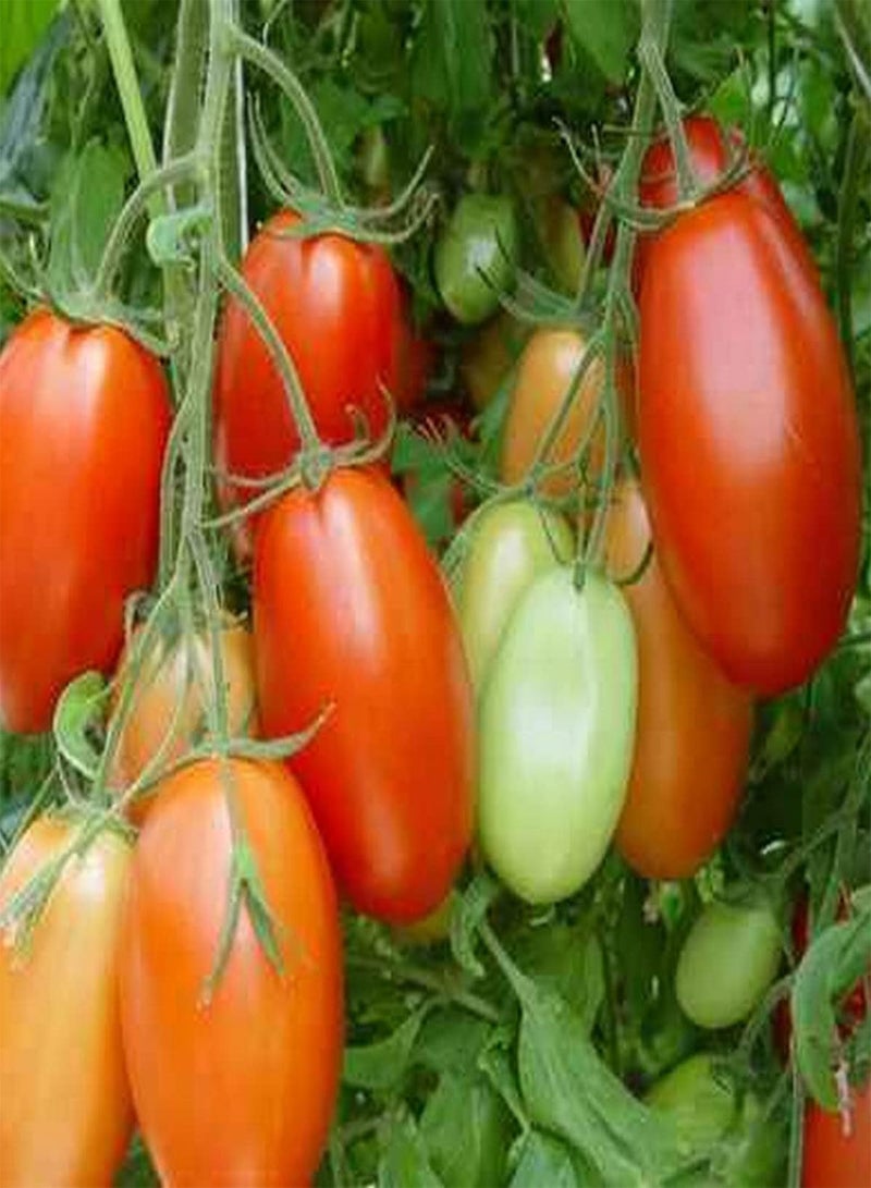 جي جوت بذور نبات الطماطم الهرمية - Solanum Lycopersicum، للزراعة في الحديقة المنزلية بواسطة Heavy Torch، 75 بذرة - Image 4