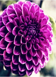 Extraordinary Flowers/Long Flowering Period/Dahlia Seeds/Perennial Plants/Can be Planted All Year round-90 PCS,b