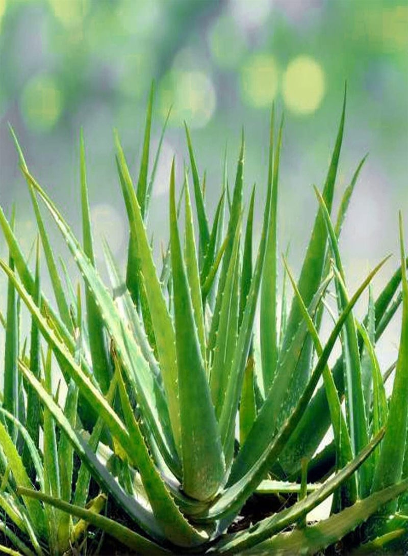 GGOOT Aloe Vera - Aloe barbadensis Cacti & Succulents Seeds, Home Garden Planting by Heavy Torch, 60 Seeds  - Image 2