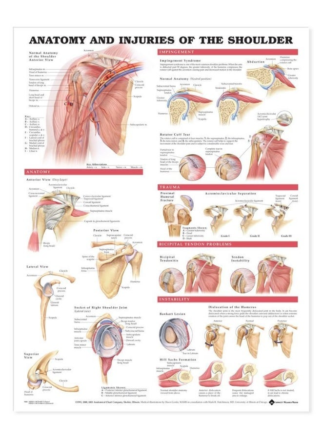 رسم بياني تشريحي لعلم التشريح وإصابات الكتف - Image 1