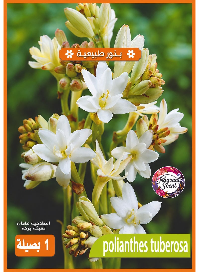 Premium Fragrant Tuberose Bulb for Planting, Polianthes Tuberosa White Night Bloom Flower - Image 1