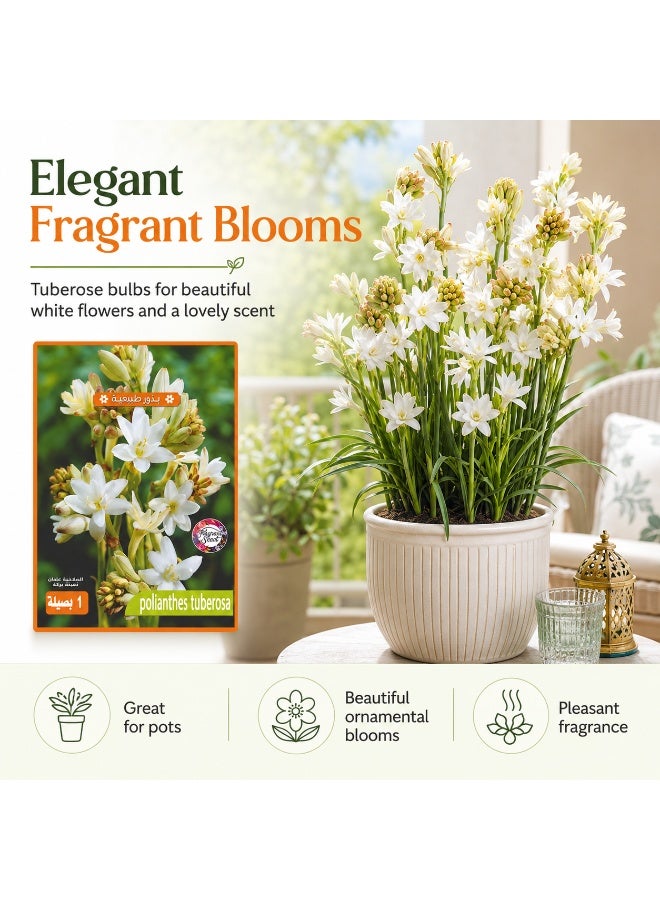 Premium Fragrant Tuberose Bulb for Planting, Polianthes Tuberosa White Night Bloom Flower - Image 2