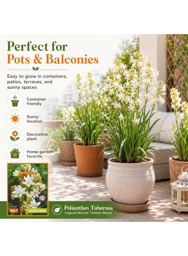 Premium Fragrant Tuberose Bulb for Planting, Polianthes Tuberosa White Night Bloom Flower - Image 3