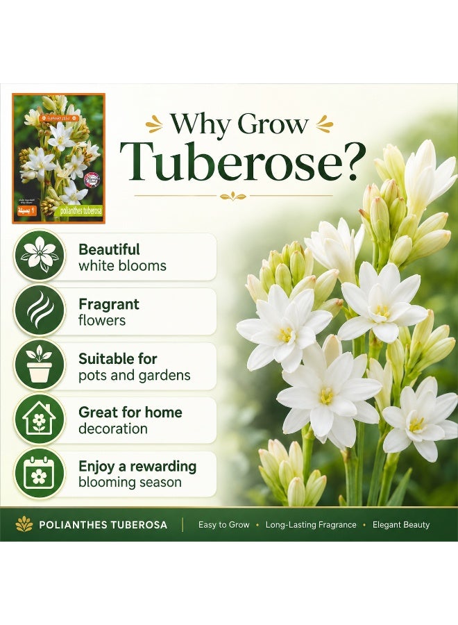 Premium Fragrant Tuberose Bulb for Planting, Polianthes Tuberosa White Night Bloom Flower - Image 5
