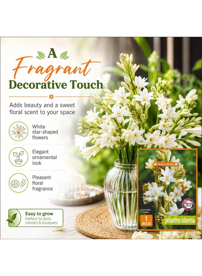 Premium Fragrant Tuberose Bulb for Planting, Polianthes Tuberosa White Night Bloom Flower - Image 4