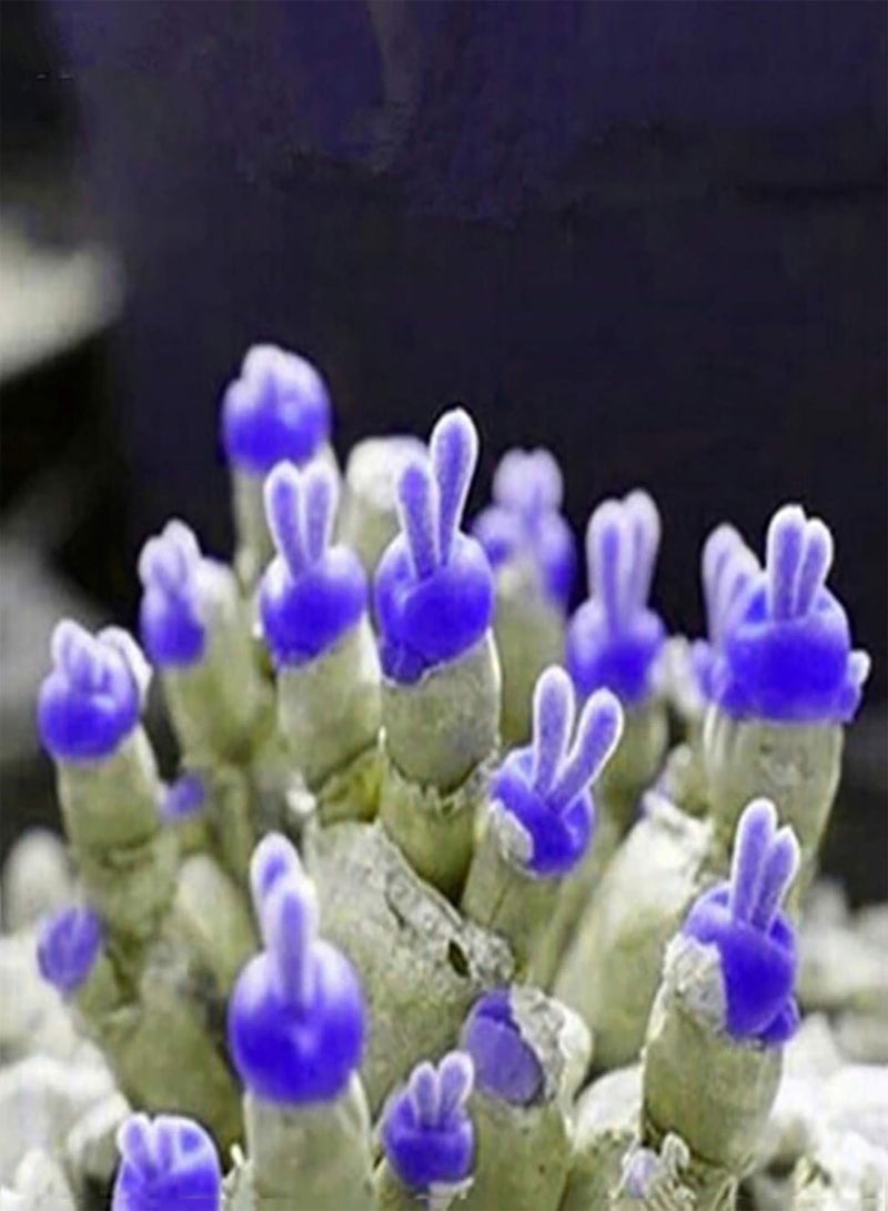 GGOOT seeds Green Garden Flower Plants 100Pcs Monilaria Obconica Seeds Succulents Rabbit Shape Bonsai Plant Home Decor   Blue Monilaria Obconica Seeds - Image 4
