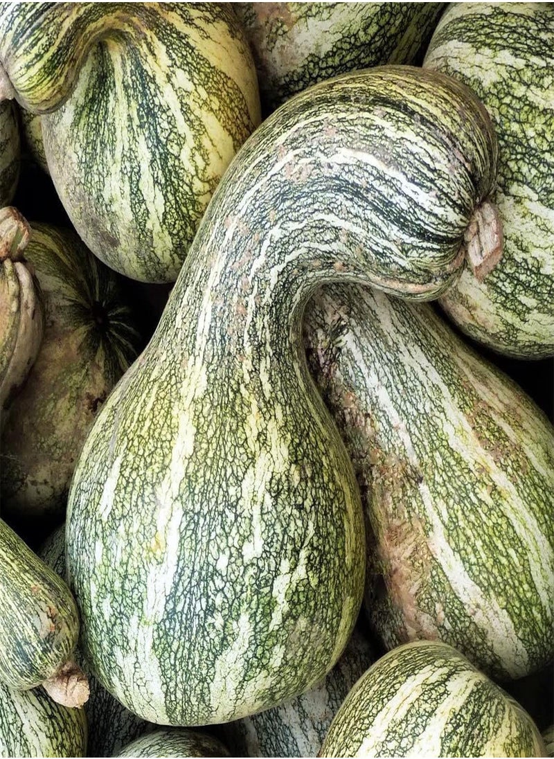 GGOOT Green Striped Cushaw Seeds - 20+ Count Packet - for 2024 Southern Kershaw Pumpkin Winter Squash Gourd Vegetable Seed  - Image 1
