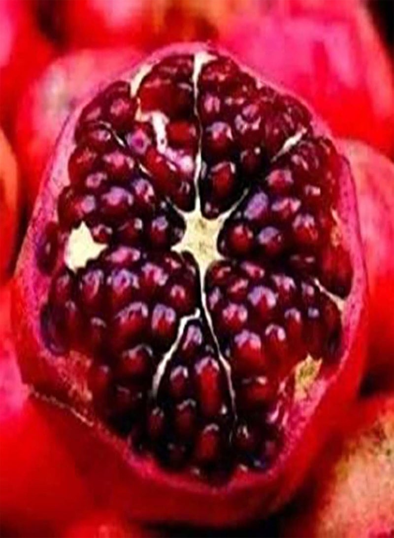 GGOOT 200Pcs Premium Fruit Seeds, Pomegranate Seeds Fresh Nutritious Red Aesthetic Friut Seeds for Countryside Red - Image 2