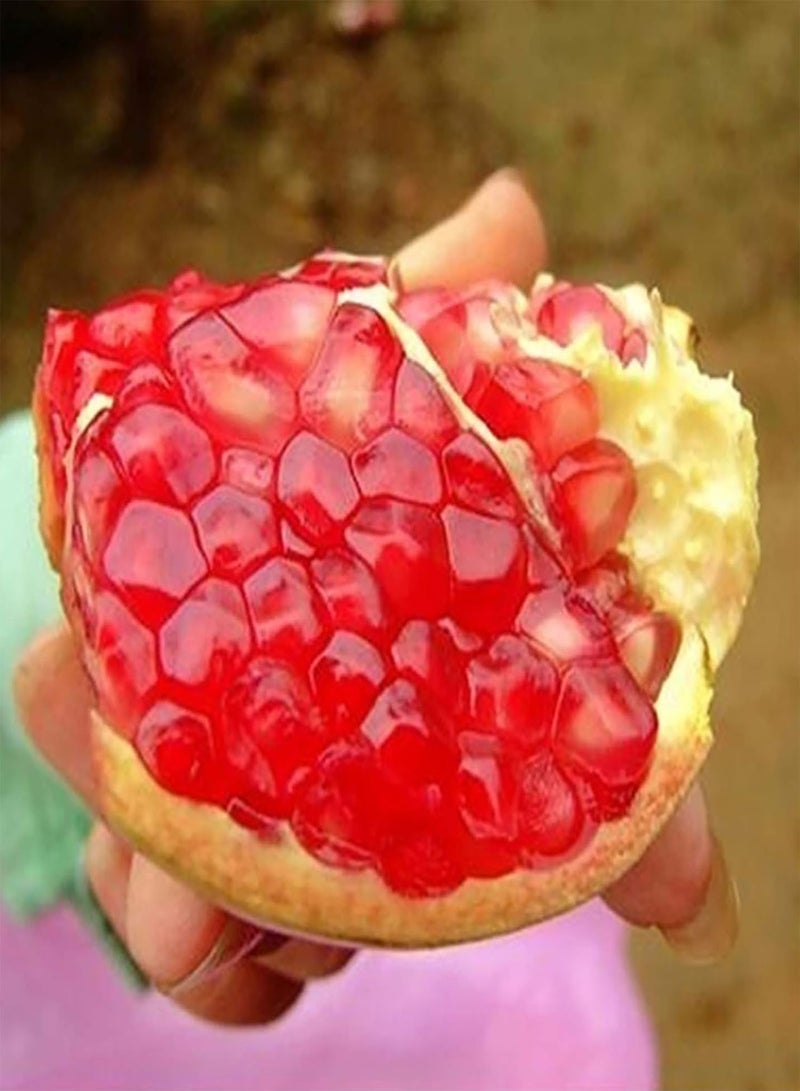 GGOOT 200Pcs Premium Fruit Seeds, Pomegranate Seeds Fresh Nutritious Red Aesthetic Friut Seeds for Countryside Red - Image 4