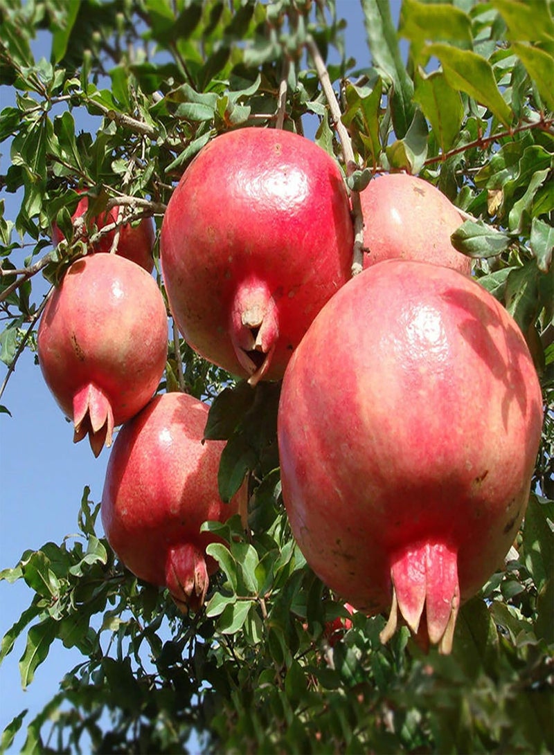 GGOOT 200Pcs Premium Fruit Seeds, Pomegranate Seeds Fresh Nutritious Red Aesthetic Friut Seeds for Countryside Red - Image 5