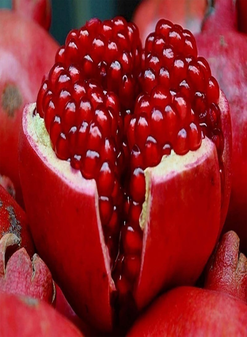 GGOOT 200Pcs Premium Fruit Seeds, Pomegranate Seeds Fresh Nutritious Red Aesthetic Friut Seeds for Countryside Red - Image 3