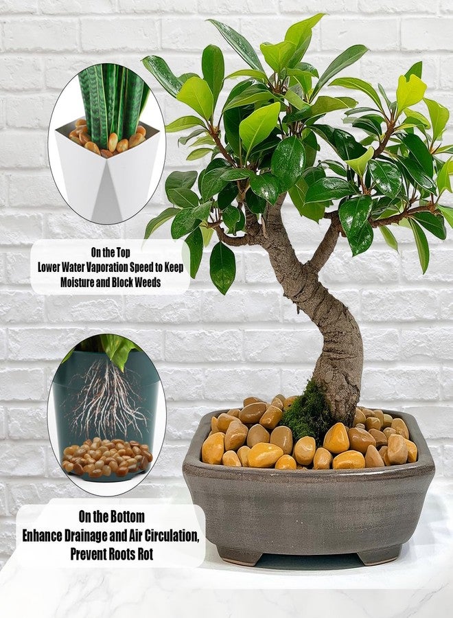 RooTrimmer 5 Lbs River Rocks for Plants,0.4-1.2 Inch Decorative Ornamental Pebbels, High Polished Stones for Garden Landscaping, Smooth Gravel Filler for Outdoor Plants, Succulents, Fish Tank and Vases, Yellow - Image 3