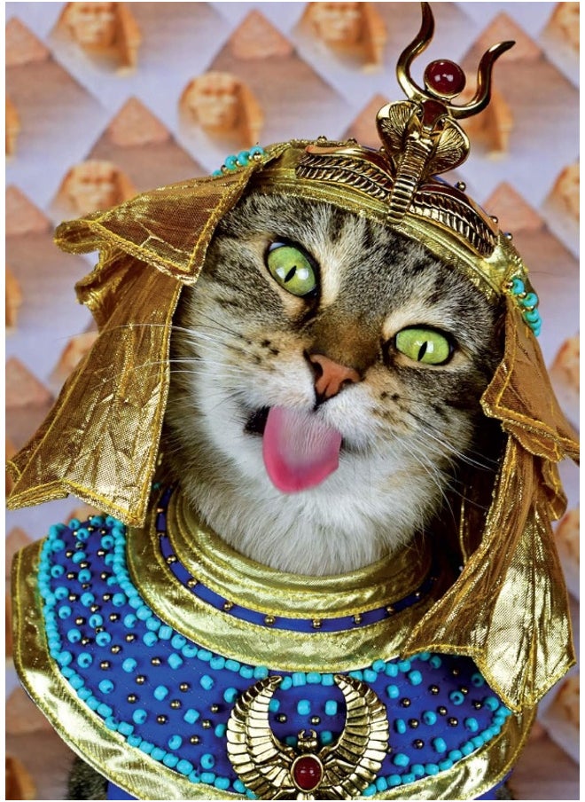 null - A Cat's Tale: A Journey Through Feline History - Image 1