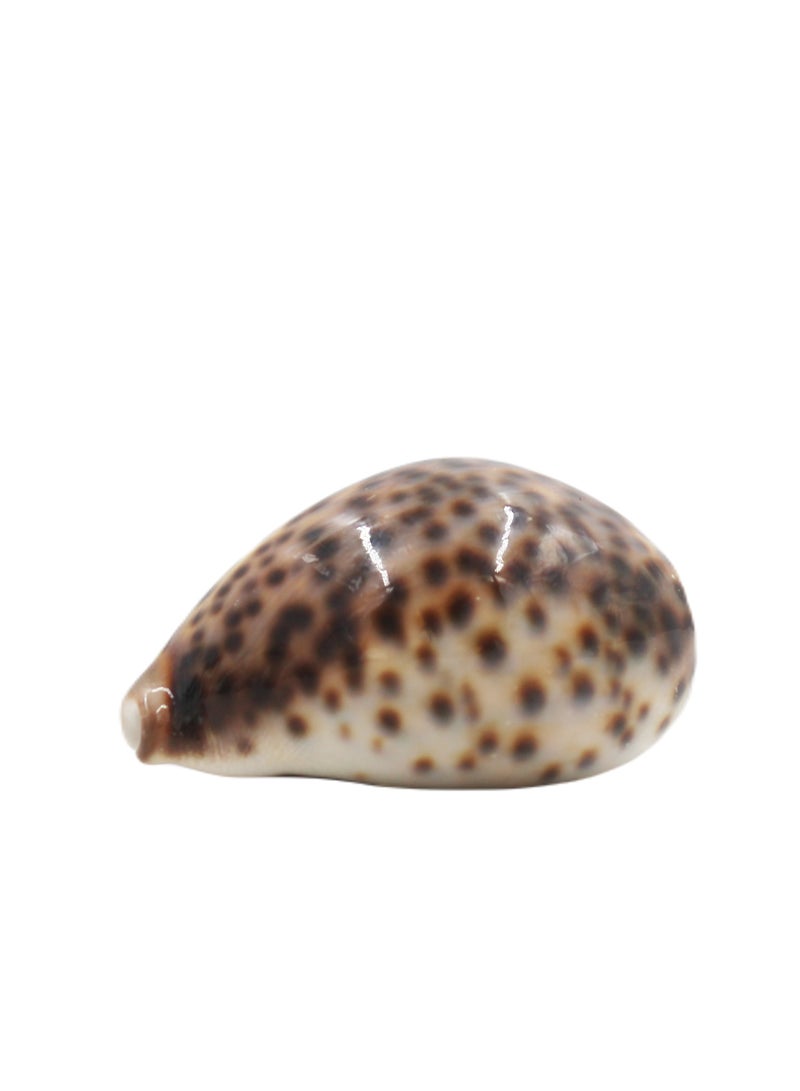 Antique Museum Special Shell(Cowrie) 8 X 5 CM - Image 1
