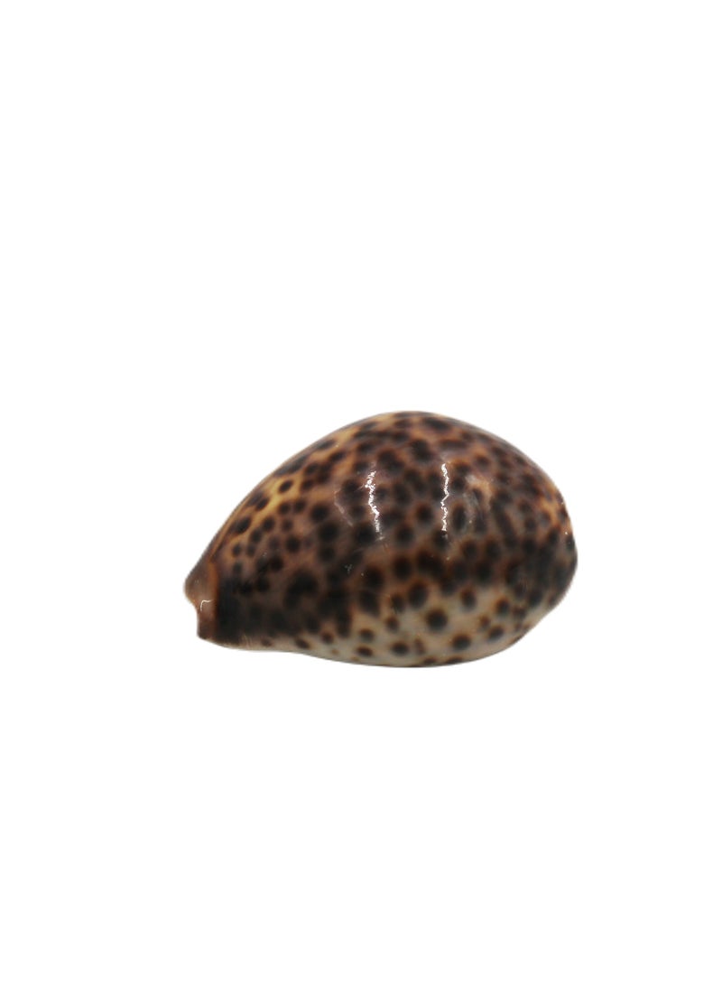 Antique Museum Special Shell(Cowrie) 8 X 5 CM - Image 2