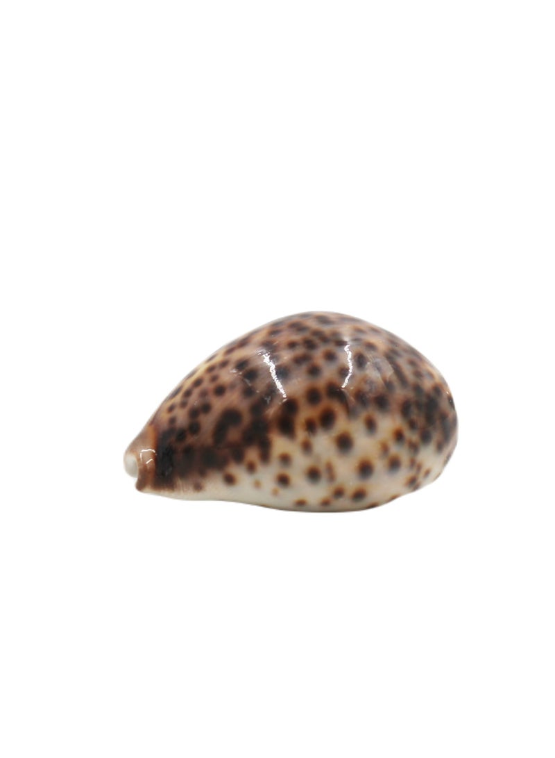 Antique Museum Special Shell(Cowrie) 8 X 5 CM - Image 3