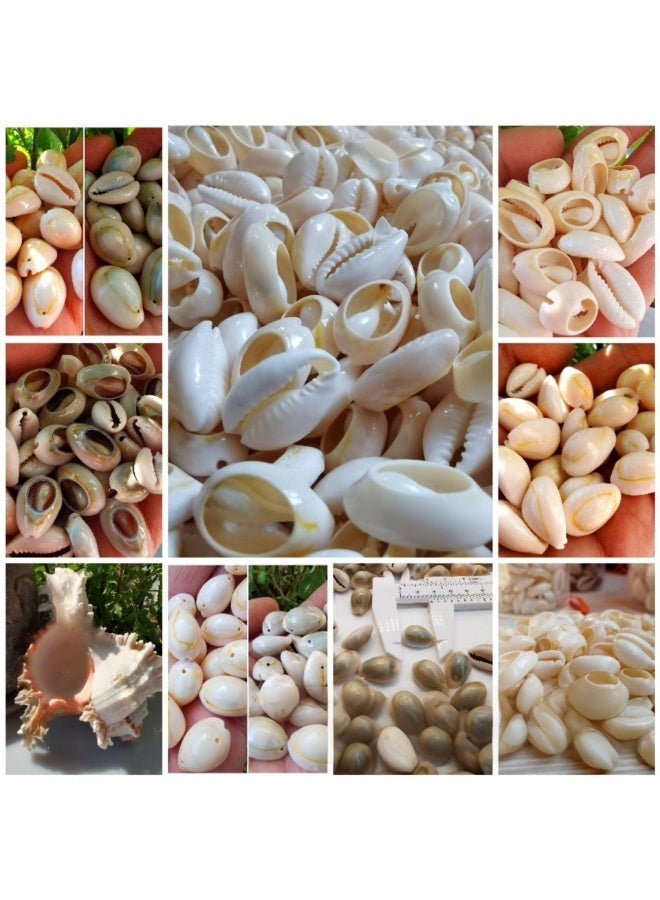 الواحة-TH 60 قطعة من القطع الطبيعية حلبة القشرة الخرز ثقب كبير قذائف البحر شاطئ قذائف Cowrie سحر وخرز DIY الحرفية المجوهرات صنع الملحقات (18 ~ 25mm) - Image 1