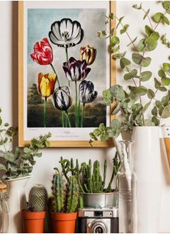 (Assembly frame) TEMPLE OF FLORA  - Tulips (Botanical Art by Robert John Thornton) Giclée Art Print, also available Framed