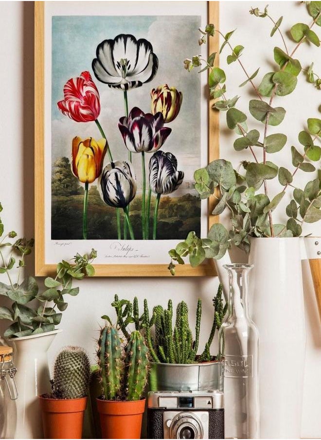 Generic - (Assembly frame) TEMPLE OF FLORA  - Tulips (Botanical Art by Robert John Thornton) Giclée Art Print, also available Framed - Image 1