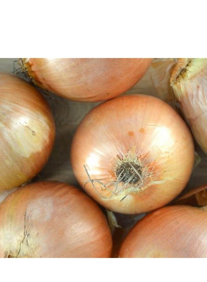 Agrimax Gold Onion Premium Quality Seeds by Agrimaxgroup® - Image 2