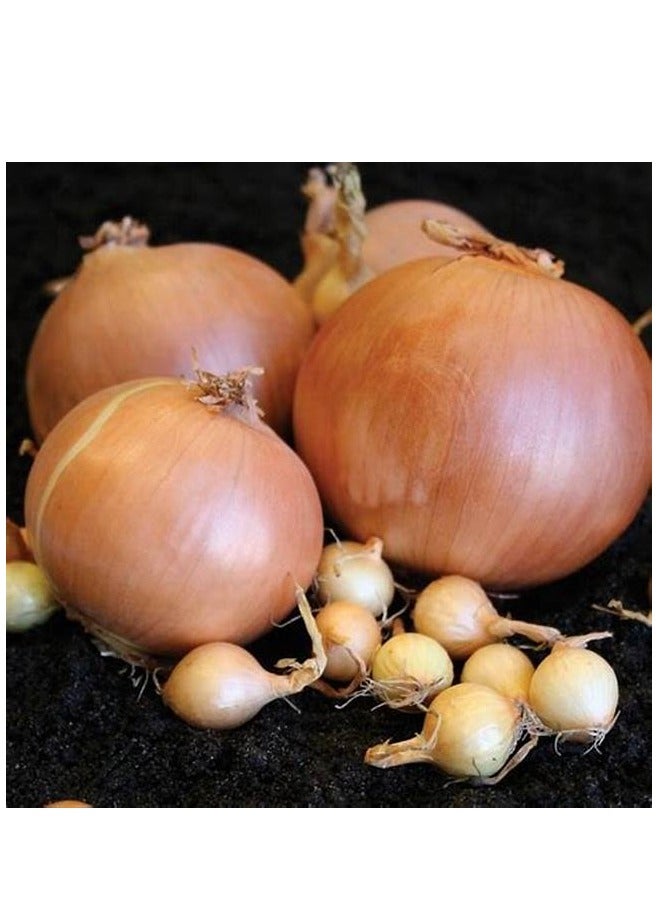 Agrimax Gold Onion Premium Quality Seeds by Agrimaxgroup® - Image 3