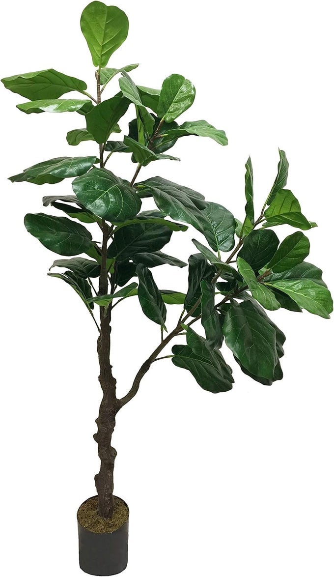 GORGEOUS DENSE 6 FIDDLE LEAF FIG TREE ARTIFICIAL SILK PLANT WITH UV PROTECTION WITH NURSERY PLASTIC POT FEEL REAL TECHNOLOGY SUPER QUALITY 6 FEET GREEN