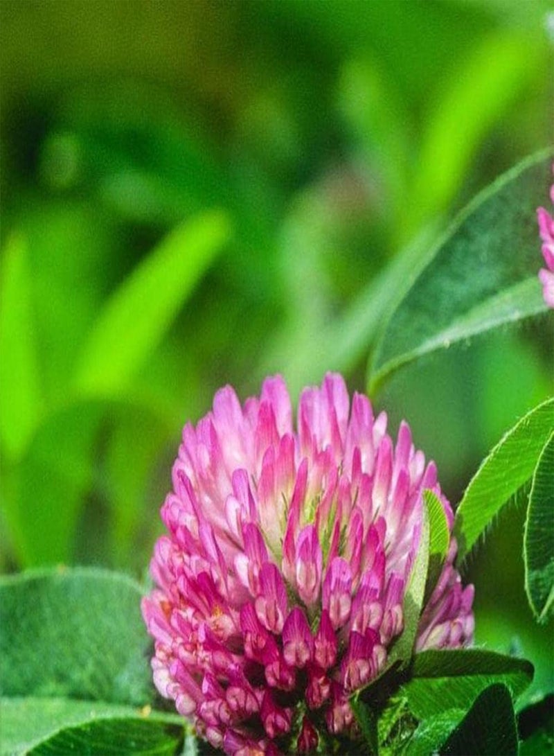 جي جوت 200 قطعة من بذور البرسيم الأحمر، ازرع نبتة Trifolium Pratense الخاصة بك، تتميز بألوانها الزاهية وموسم ازدهارها الطويل، وتجذب النحل والفراشات. - Image 2