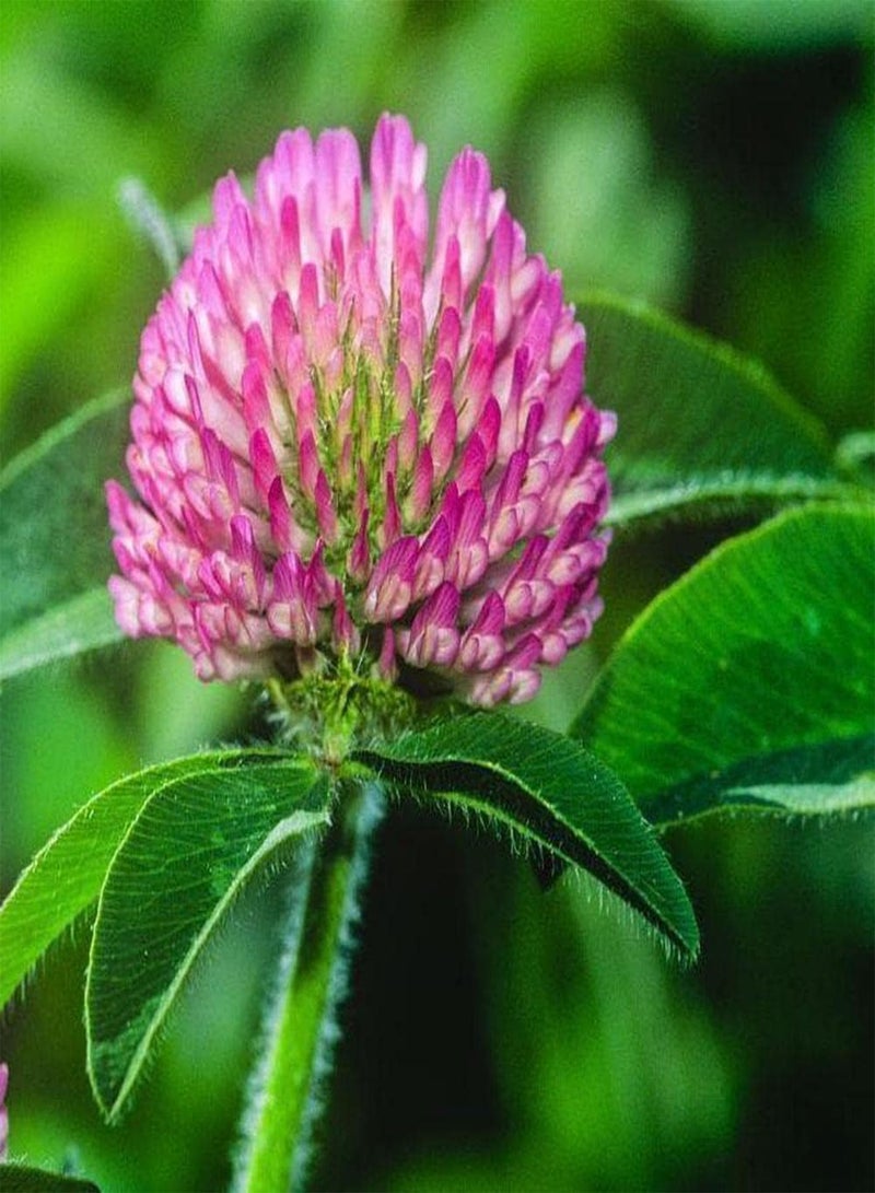 جي جوت 200 قطعة من بذور البرسيم الأحمر، ازرع نبتة Trifolium Pratense الخاصة بك، تتميز بألوانها الزاهية وموسم ازدهارها الطويل، وتجذب النحل والفراشات. - Image 1