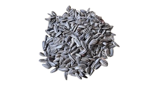 CooPany Organic Premium Sun Flower Seeds 100% Natural Bird Food for All Life Stages Budgies, Finches, Canaries, Lovebirds, Cockatiels (250gm) - Image 1
