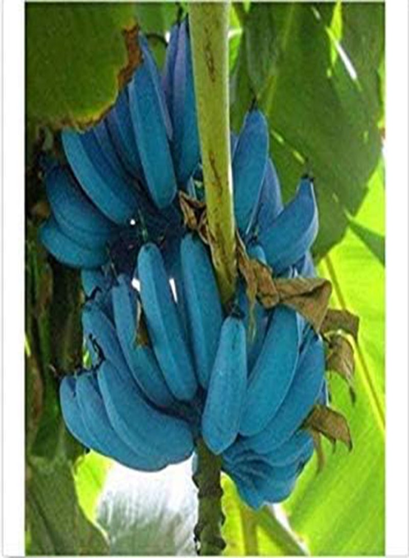 GGOOT Germination Seeds: Banana Seeds 200pcs Blue Banana Delicious Rare Fruit Musa Blue Java