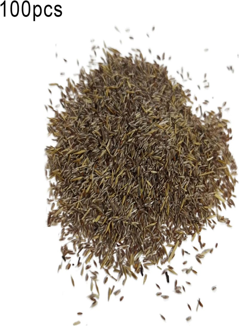 جي جوت 100 قطعة/حقيبة من بذور القصب لتزيين المنزل، بذور قصب عشب البامباس الجميلة المزخرفة، حديقة باللون الأحمر - Image 5