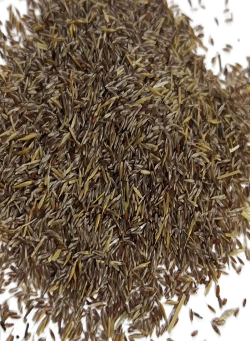 جي جوت 100 قطعة/حقيبة من بذور القصب لتزيين المنزل، بذور قصب عشب البامباس الجميلة المزخرفة، حديقة باللون الأحمر - Image 4