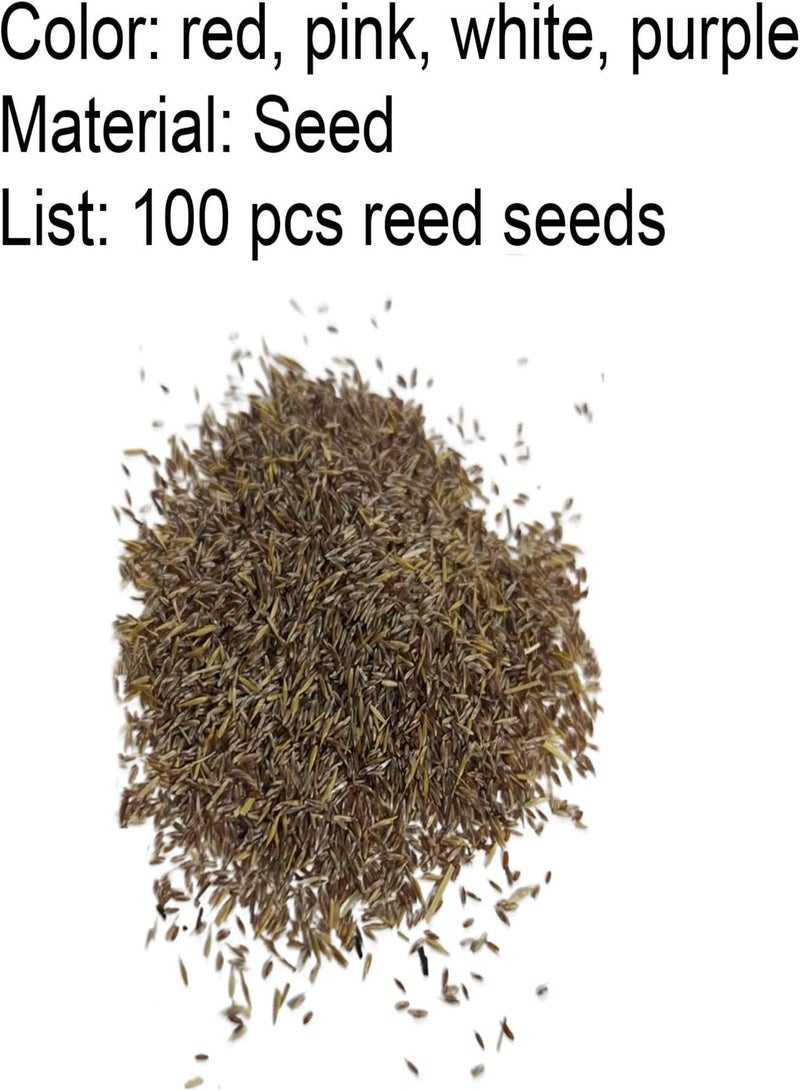 جي جوت 100 قطعة/حقيبة من بذور القصب لتزيين المنزل، بذور قصب عشب البامباس الجميلة المزخرفة، حديقة باللون الأحمر - Image 3