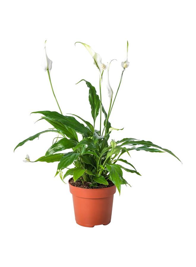 erorex Potted Plant, Peace Lily, 12 Cm - Image 1