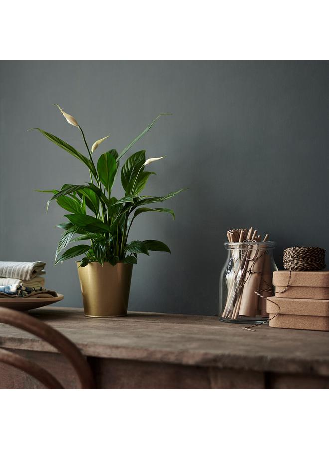 erorex Potted Plant, Peace Lily, 12 Cm - Image 2