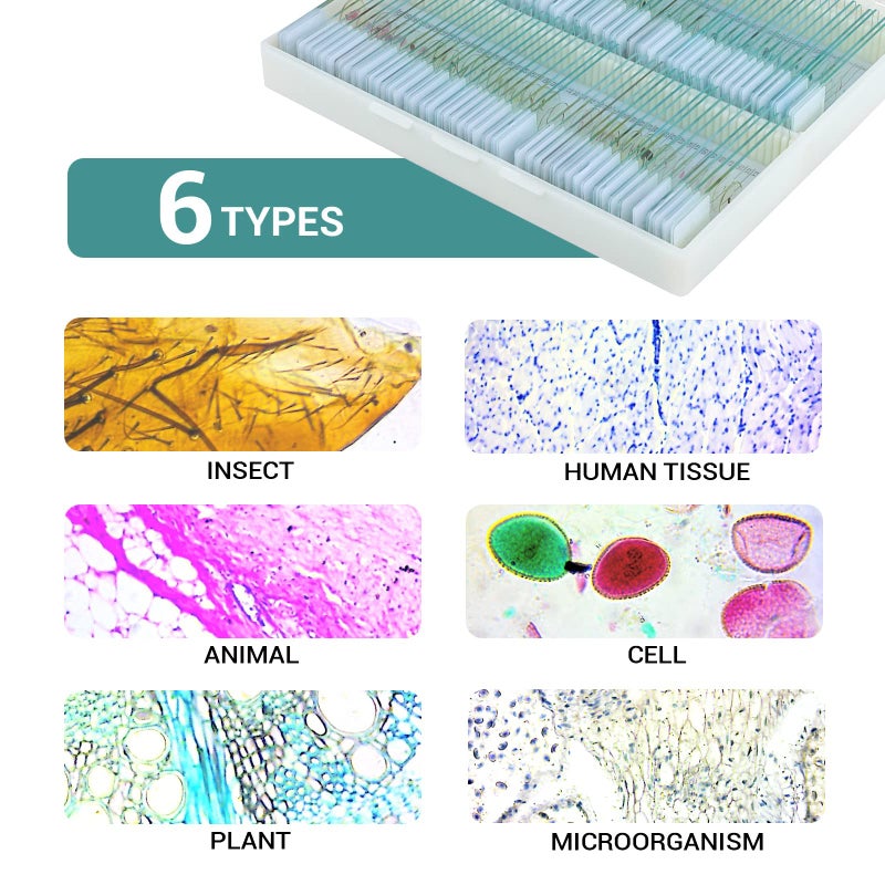 MAXLAPTER 100 Microscope Slides with Specimens for Kids, Prepared Microscope Slides with Plants Animals Insects, Microscope Slides for Adults Kids Students Homeschool Use - Image 3