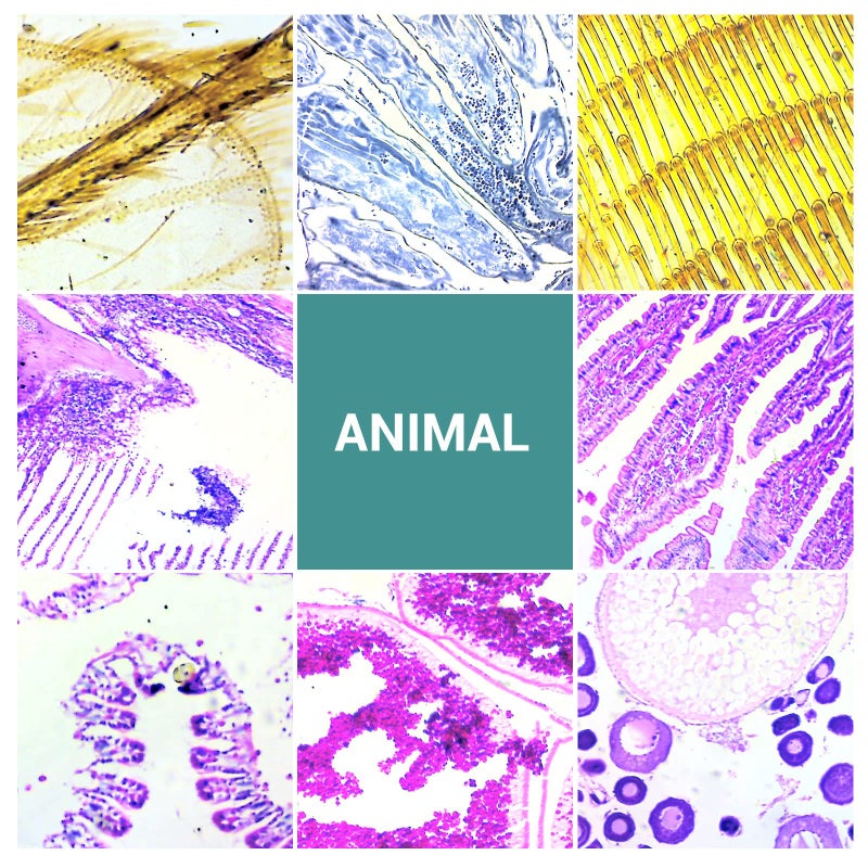 MAXLAPTER 100 Microscope Slides with Specimens for Kids, Prepared Microscope Slides with Plants Animals Insects, Microscope Slides for Adults Kids Students Homeschool Use - Image 5
