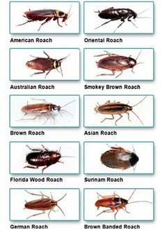 BAYER Maxforce FC Magnum Cockroach German Roach Pest Control Gel Bait 33 gram  - Image 5