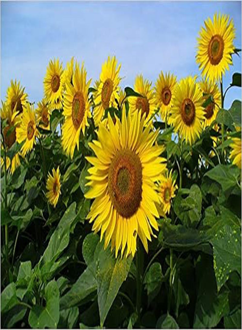 GGOOT Sunflower , (200 Seeds) Yellow Flower, , (Heieloon Organic Seed
